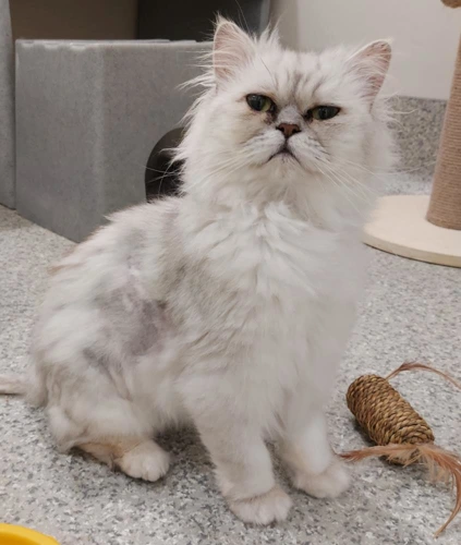 Dusty 2year old male