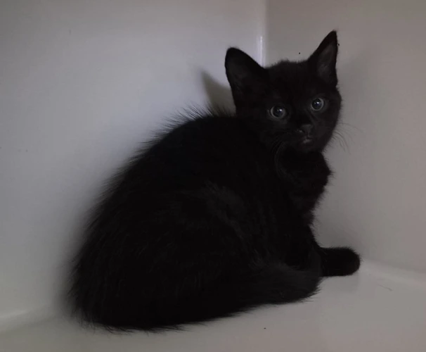 Callisto