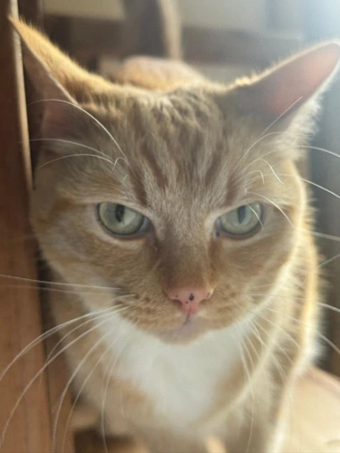 Monty
