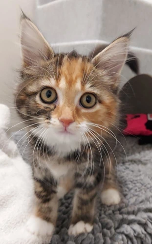 Kit 10wk old female