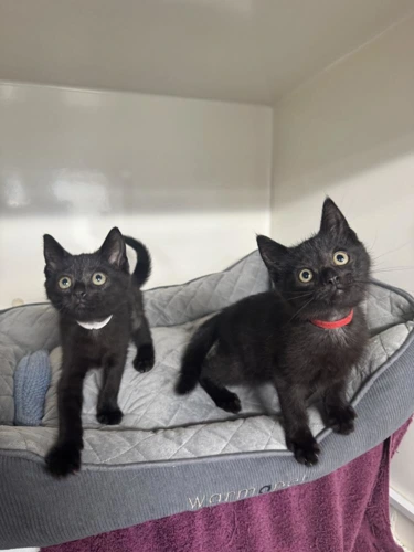 Pearl and Jet