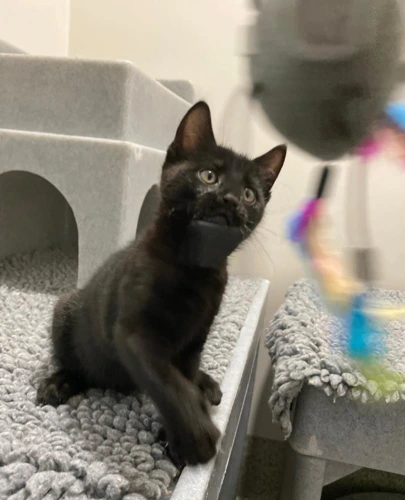 Tawny 9wk old female