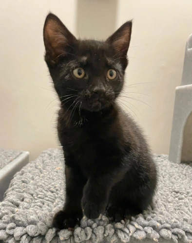 Mason 9wk old male