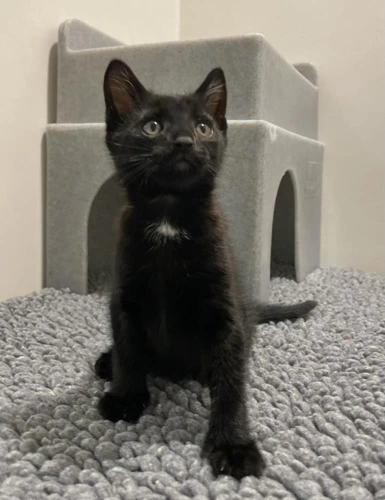 Carpenter 9wk old male
