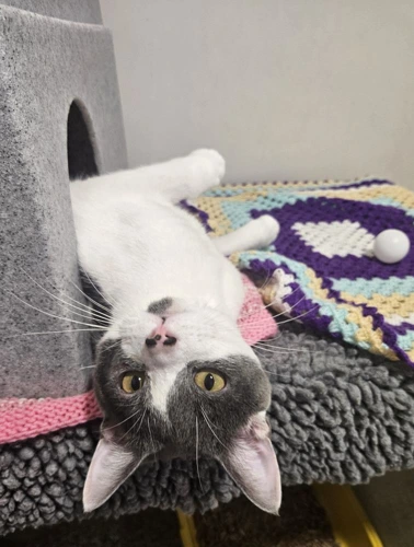 Mochi