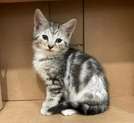 Hepworth 9w female kitten