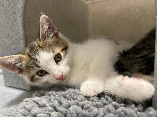 Banksy 9w male kitten