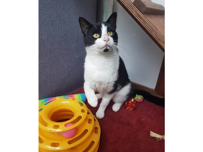 Oreo