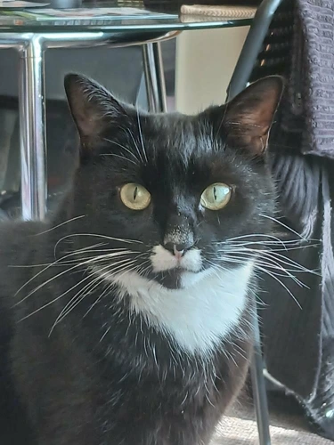 Bo