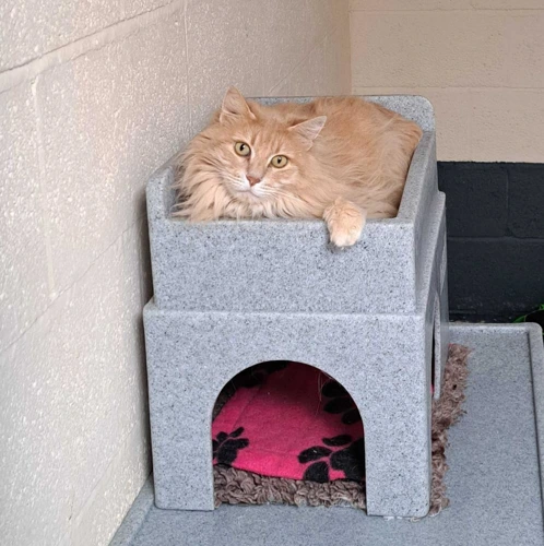 Oscar