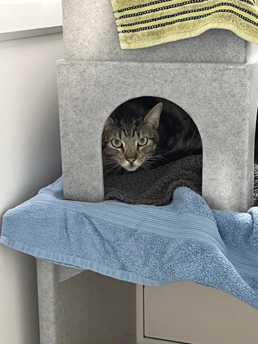 Tabby
