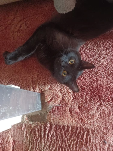 Kiara