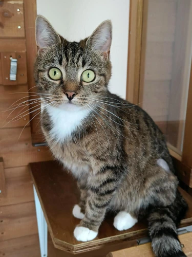 Mittens