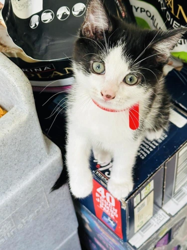 TJ red collar