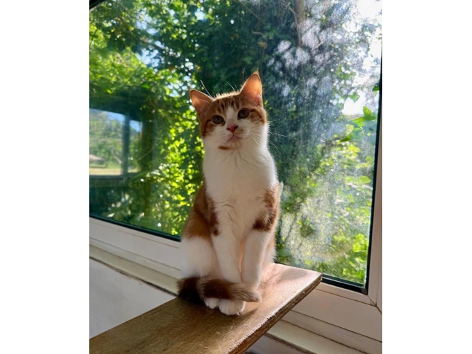 Pumpkin (and Cali)