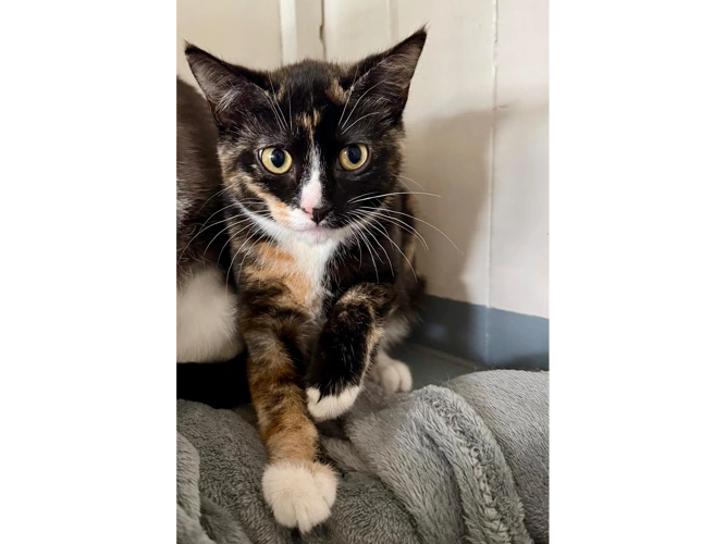 Cali (and Pumpkin)