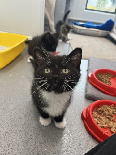Catbernet