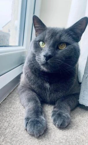 COCO