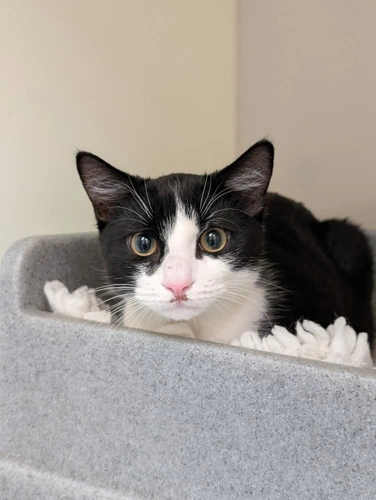 Cadbury