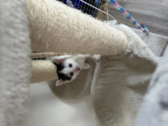 Casper