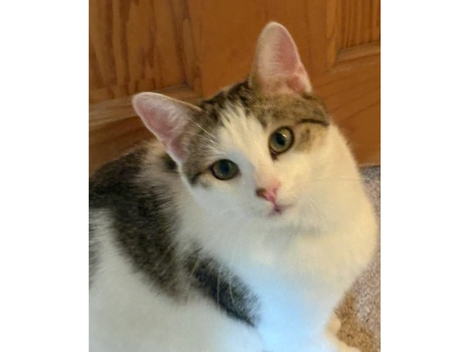 Calico