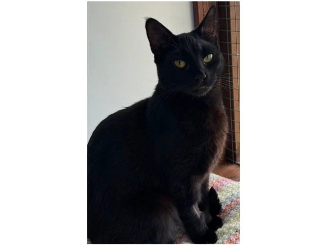 Nova