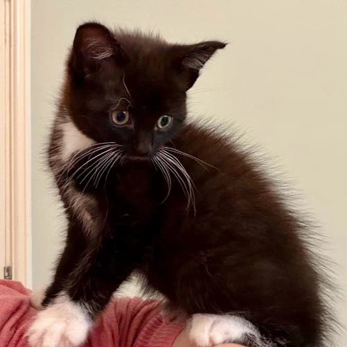 Miso