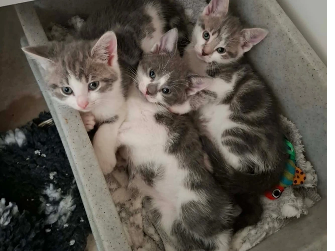 2 Grey/White kittens