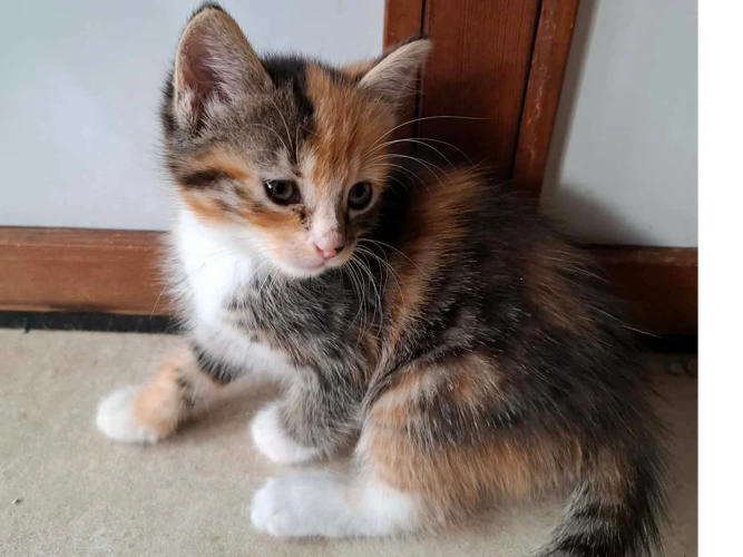 Beautiful litters of kittens