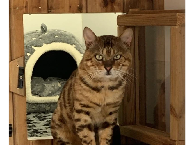 Simba