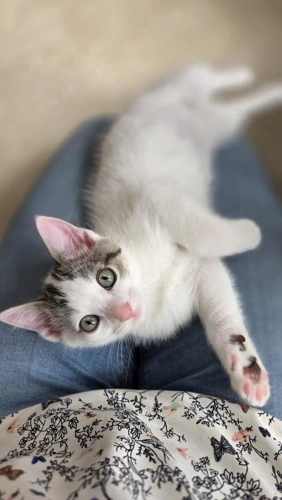 Snowball
