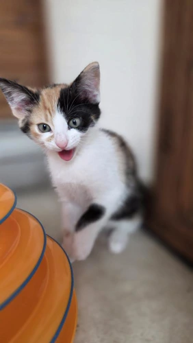 Cookie
