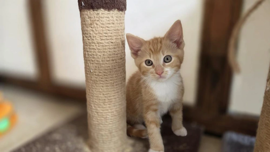 Jaffa
