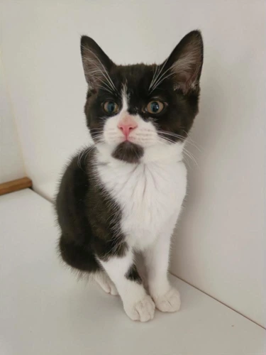 Basil