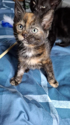 Jude Kitten 2 now Haggis