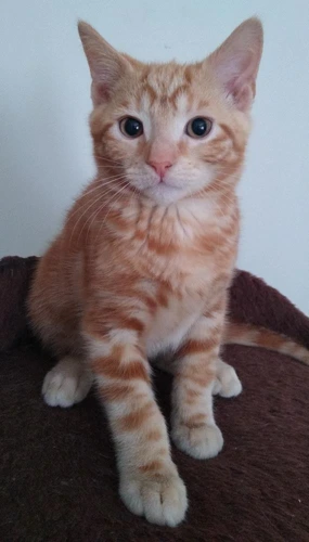 Butternut