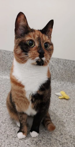 Alo 2year old female