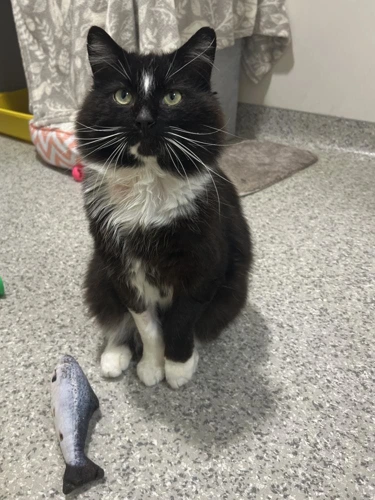 Mr Whiskers