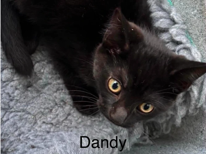 Bunty, Dandy and Beano