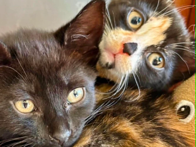 Mango and Chicco