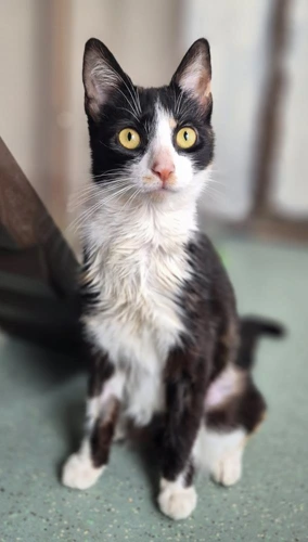 Delilah