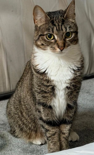 Nala