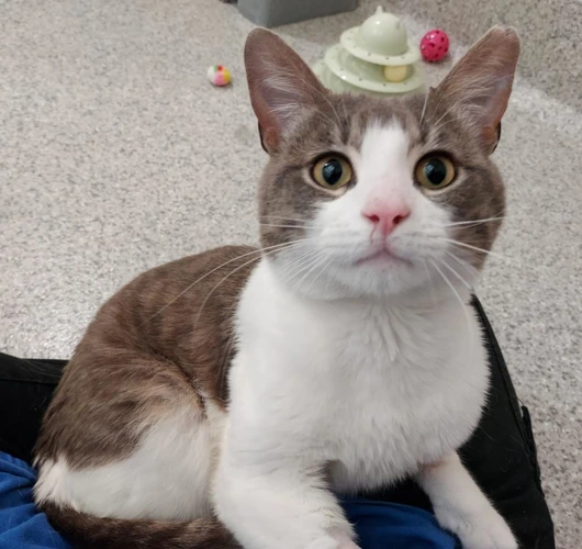 George 2year old male