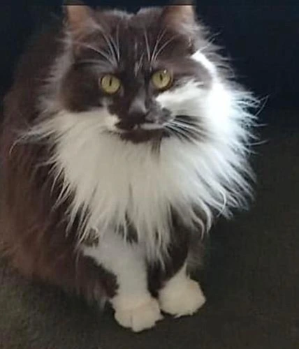 LULU