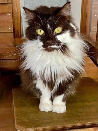 LULU