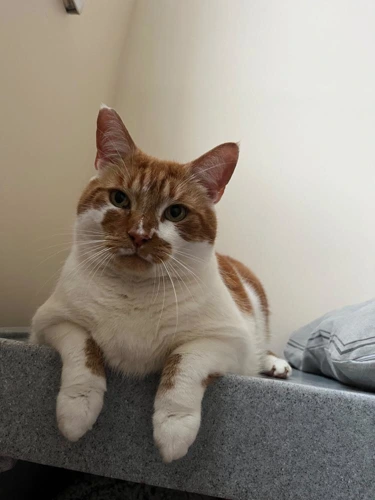 Marzipan