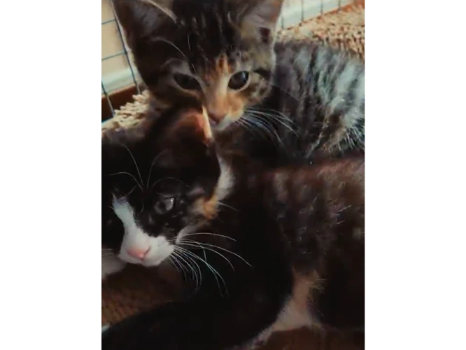 Ivy and Hazel
