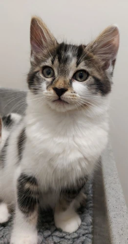 Fizzer 11wk old male