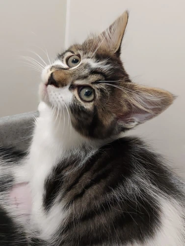Spacedust 11wk old female