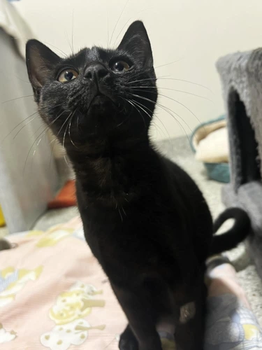 Cosmo